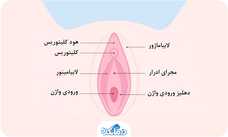 تصویر گرافیکی از اندام تناسلی زنانه