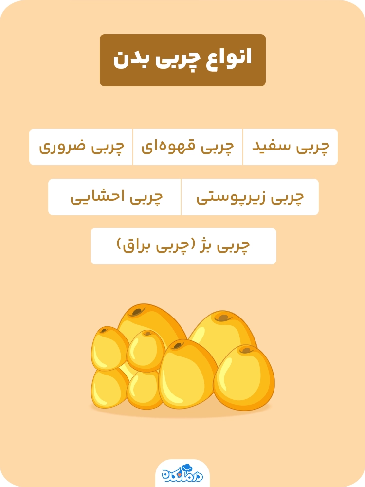 اینفوگرافیک انواع چربی بدن