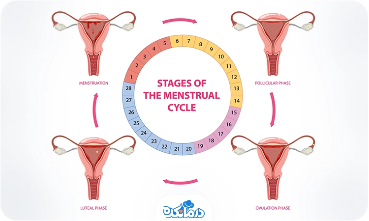 تصویری از مراحل چرخه قاعدگی